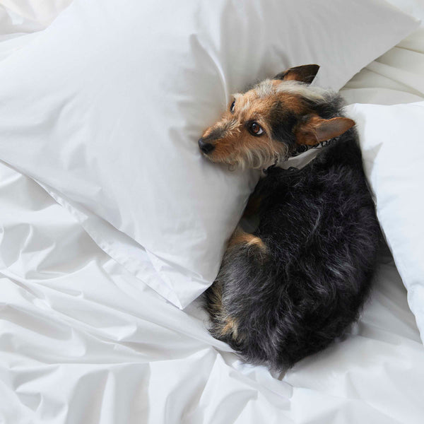 Classic Percale Split King Sheet Set